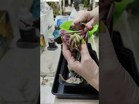 Видео: Обновление корневой системы у фиалок. Пересадки. 🏵️🍀🌼# фиалки #сенполии #комнатныерастения #фиалка