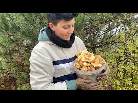 Видео: ЛУЧШИЙ СБОР МАСЛЯТ В МОЕЙ ЖИЗНИ!