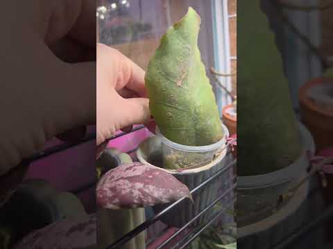 Видео: Обзор витрины с растениями 