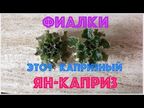 Видео: ФИАЛКИ. Этот капризный Ян-Каприз.