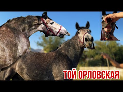 Видео: Той Орловская 
