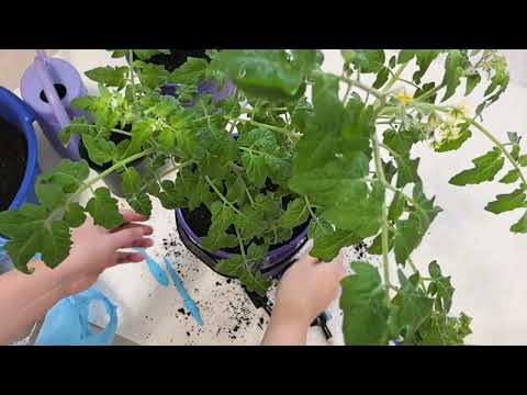 Видео: ТОМАТЫ В ВЕДРАХ, тонкости посадки.