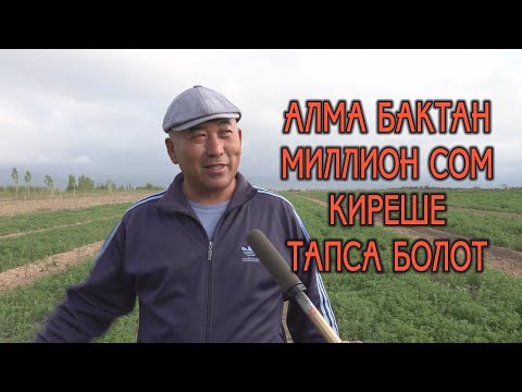 Видео: Алма бактан МИЛЛИОН сом киреше тапса болот