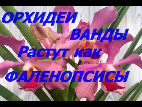 Видео: Орхидеи  Ванды растут как фаленопсисы в коре.