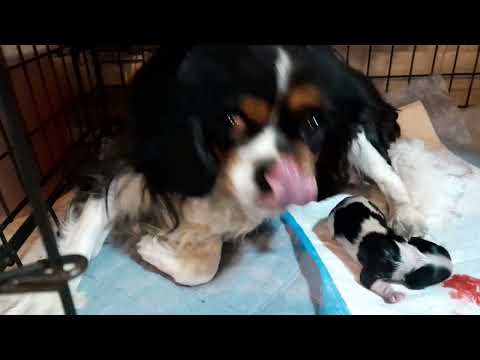 Видео: роды кавалера