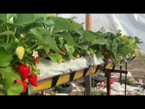 Видео: Представяне на Целогодишни ягоди сорт Селва Част 1 - Presentation of Everbearer Strawberries Selva