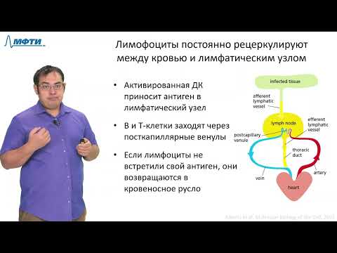 Видео: Лекция 10.3. Приобретенный иммунитет. Трофимов В.В., МФТИ (2021)