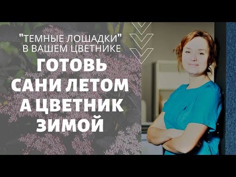 Видео: "Темные лошадки" в вашем цветнике