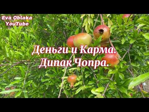 Видео: Деньги и Карма. Осознанность. Решение проблем. Проблема переедания. Дипак Чопра.