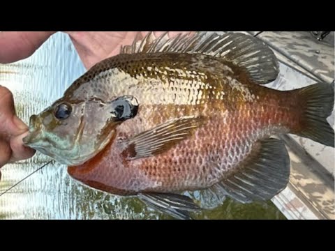 Видео: Мы не могли перестать ловить ГИГАНТСКОГО леща!