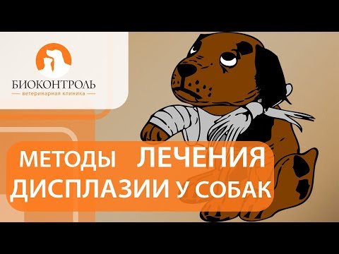 Видео: Дисплазия у собак. @ Диагностика и способы лечения дисплазии у собак. Биоконтроль.