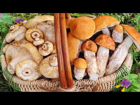 Видео: ПОДОСИНОВИКИ И НАСТОЯЩИЕ ГРУЗДИ начало августа 2025.