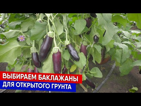 Видео: Выбираем баклажаны для открытого грунта