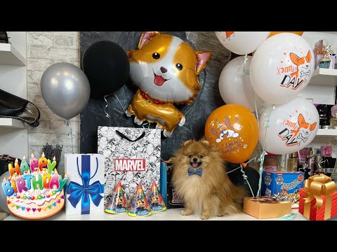 Видео: День Рождения Патрика 🥳🐶🎁 KFC для собак 🍔 2 ГОДИКА🐾 #шпиц