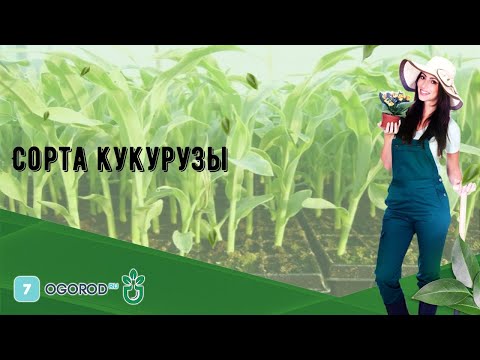 Видео: Сорта кукурузы