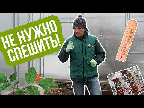 Видео: Сроки посадки рассады в грунт. Когда сажать в теплицу и открытый грунт