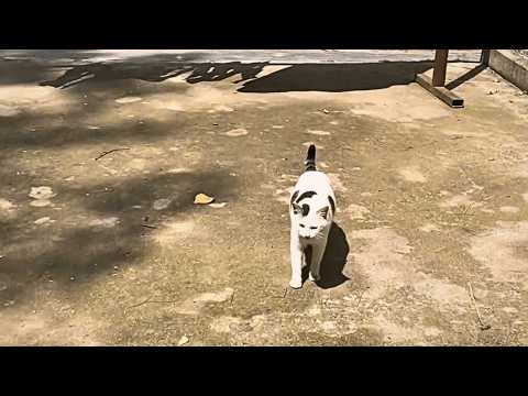 Видео: Перед родами бездомная кошка пришла к доверенной женщине, ища тёплый приют для котят.