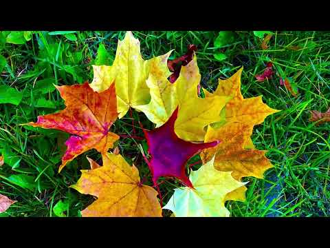 Видео: Река и сказочное болотце , окрестности п Черемша, Асбест, Средний Урал🏞️🌳🌲🌾🌼🍁