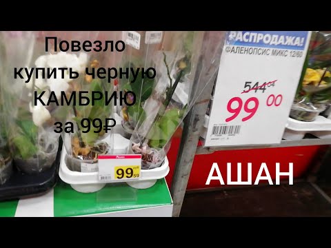 Видео: АШАН 14 марта 2018 г. 99₽ уценки ОРХИДЕЙ, после 8 МАРТА. Купила черную Камбрию по уценке.