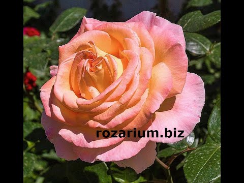 Видео: обрезка розы весной, питомник роз полины козловой - rozarium.biz,  spring pruning of garden roses