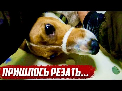 Видео: Непредвиденный поворот в поиске | Калужская обл, г. Людиново - Жиздра
