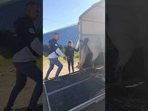 Видео: История одного переезда, часть 2 #лошади #конюшня #кони #переезд
