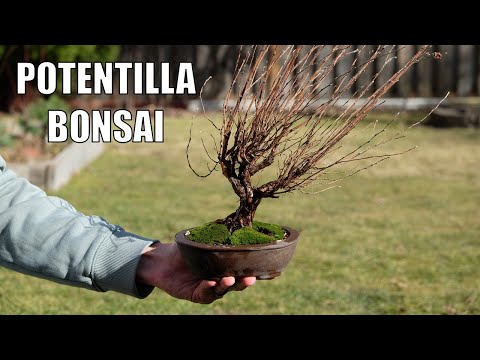 Видео: Я ждал четыре года, чтобы посадить эту лапчатку в горшок для бонсай