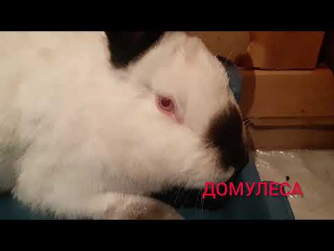 Видео: Кастрация l  Вес в 80 дней l Эксперимент l  Калифорнийский кролик l California Rabbits