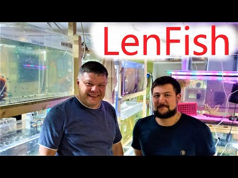 Видео: Ленинградские рыбки LenFish