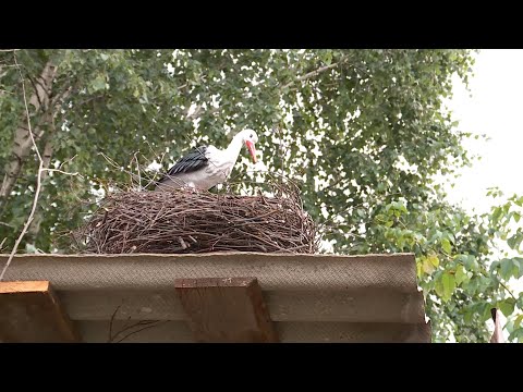 Видео: Мастерим декоративное гнездо для аиста