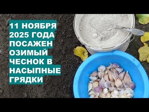 Видео: КОГДА и КАК Посадить Озимый Чеснок Для Большого Урожая?