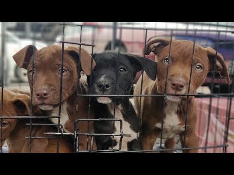 Видео: Ит базар, тоок базар.Бишкек 30.03.24 #итбазар #собачийрынок#куры #собаки