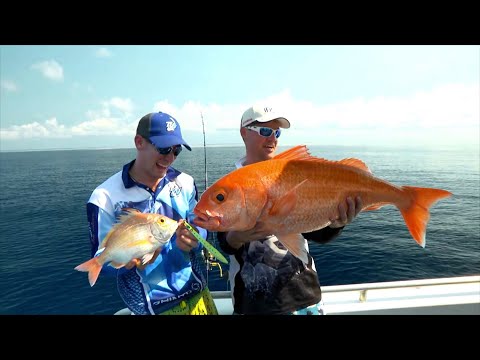 Видео: IFISH — Ловля рубинового люциана на джиг!