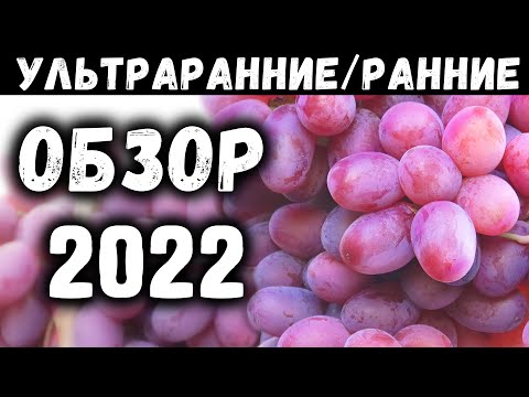Видео: Обзор ультраранних и ранних сортов винограда