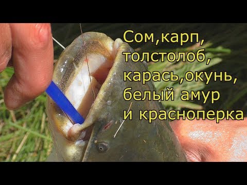 Видео: Удачная рыбалка на поплавок  Семь видов рыб за одну рыбалку.  My fishing