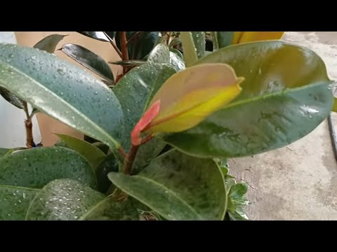 Видео: 🌺ХОВЛИДА СУХБАТ. САВОЛЛАРГА   ЖАВОБ ОЛАСИЗ.🌺🌸🌸🌸🌺🙂👌