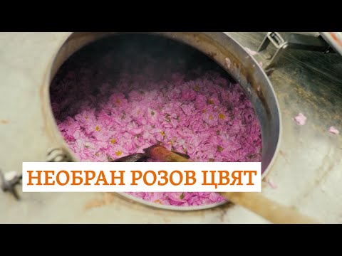 Видео: Какви са проблемите пред производителите на розово масло в България