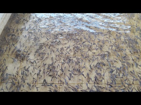 Видео: Африка лаккаси уй шароитда купайтириш