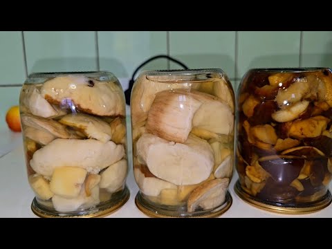 Видео: Белые грибочки на зиму😍 ну и польские тоже))