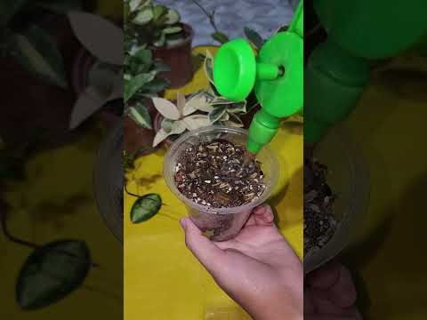 Видео: N⁰-320. ХОЯ ГУЛИНИ ПАРВАРИШИ ВА КУПАЙТИРИЛИШИ🥰🥰🥰