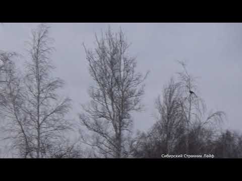 Видео: Охота на косача с карабином Вепрь 223