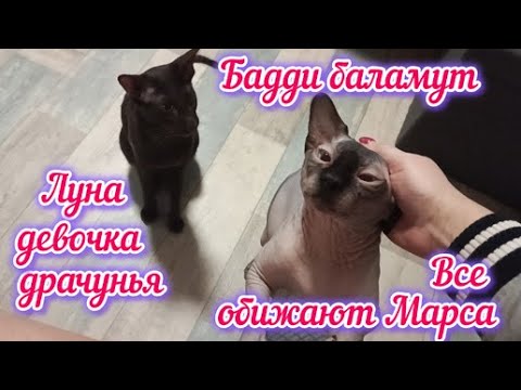 Видео: Сфинкс Луна драчунья Бедный Марс,ему все надоели