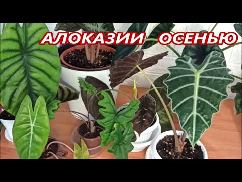 Видео: АЛОКАЗИИ 🌺 ЧТО ДЕЛАТЬ с ними ОСЕНЬЮ⁉️