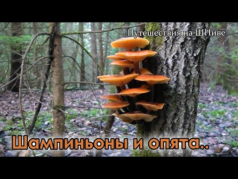 Видео: Шампиньоны, опята, говорушки.. 9 ноября Ступинский район.