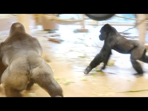 Видео: Напряженные отношения между серебристой гориллой и его сыном сохраняются до сих пор. Группа Шабани