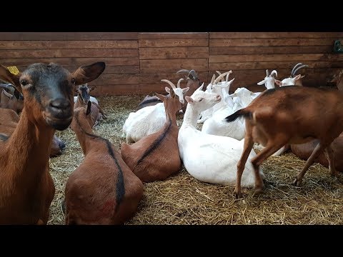 Видео: Вольная и гаремная случки коз///Ответы на комментарии