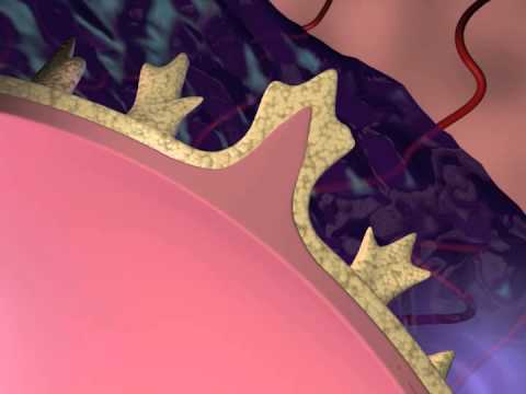 Видео: Плацента: ее развитие и функции