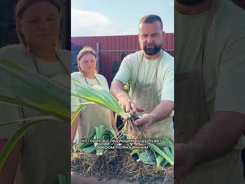 Видео: как пересадить и поделить ирисы ? (посадка ирисов, подготовка ирисов к зиме, как обрезать ирисы)