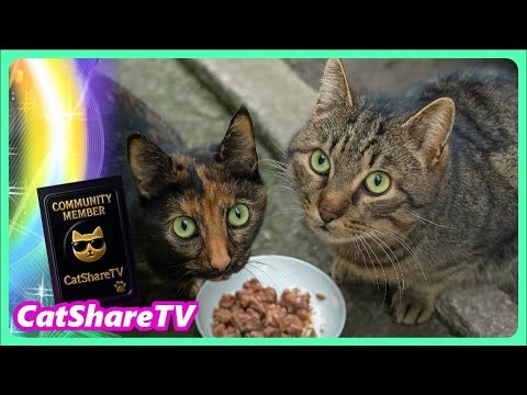 Видео: Бездомный Никита С Новой Подругой! - Не Пропусти!  💕