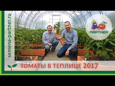 Видео: МЫ СДЕЛАЛИ ЭТО! ДОВОЛЬНЫЕ ТОМАТЫ В ТЕПЛИЦАХ «ПАРТНЕРА»